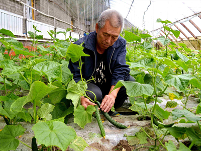 蕨菜人工种植基地